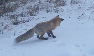 A Fox Made Of Springs