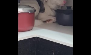 Blind Dog Hides in Cupboard During Thunderstorm