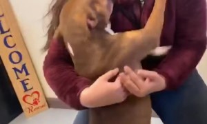 Lost Dog Reunited With Family