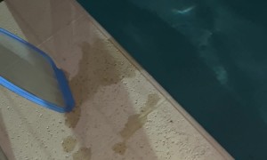 Nutria Stuck In The Pool