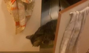 Cat Bursts Out of Cupboard at Sound of Kibble