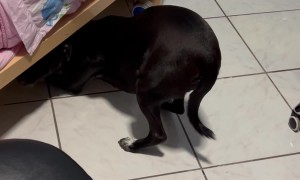 Guilty Doggo Hides in Shame