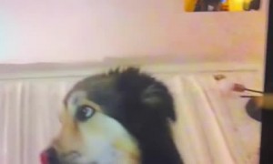 Dog besties have priceless reaction over video call