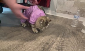 Kitten Doesn't Like Her New PJs