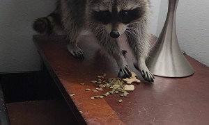 Pet Raccoon Sniffs Out Snacks