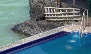 Seal Enjoys The Resort Amenities