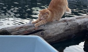 Kittens Waiting to Hop in Rowboat