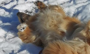 Bandit Doesn't Want His Walk to End