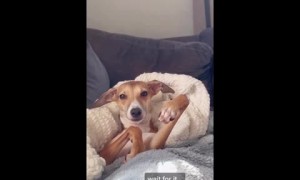 Dog has adorable reaction after realizing he's chewing his paw