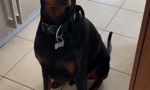 Arnie the Houdini Hound