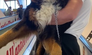 Man Carries Bernese Mountain Dog Up Escalator