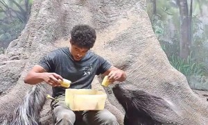 Feeding Some Very Large Porcupines