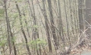 Bear Smells Food Inside the Car