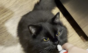 Everyone Gets a Whipped Cream Treat