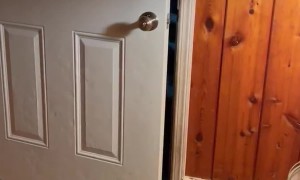 A Very Obedient Bear