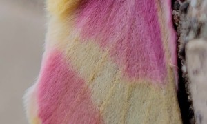 Up-Close Look at a Rosy Maple Moth