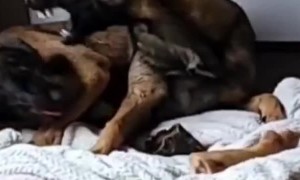 Persistent Pup Steals Buddy's Bone