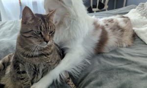 Bucky And Spock Are The Best Of Friends