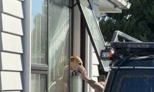 Marley The Doggie Saves The Day