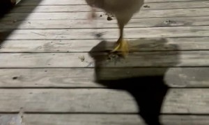 Hungry Cornish Cross Chickens