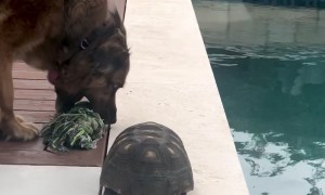 Maybe One Day Judy Will Throw The Ball For Daisy