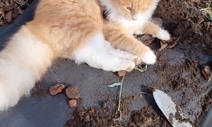 Mr. Mango Tries His Best At Gardening