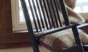 Single Brain-Celled Orange Cat Chases His Tail