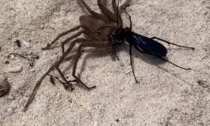 Wasp Carries Away Its Catch
