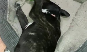 The Great Somersaulting Puppy