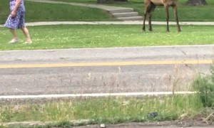 People In Yellowstone Approach The Wildlife
