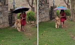 Thoughtful owner uses umbrella to cover pup from rain