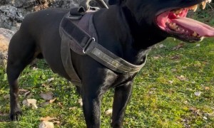 Happy Doggie Shows Off His Pearly Whites