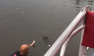 Dildo vs Alligator