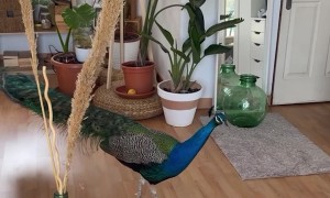 A Peacock In The House