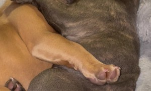 Frenchie Sisters Have A Nap