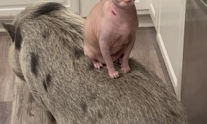 Fufi And Hamlet Hanging Out In The Kitchen