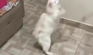 Gregory Wants To Be A Toy Ball When He Grows Up