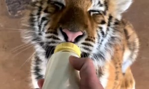  Adorable baby tiger drinks milk from bottle with delight