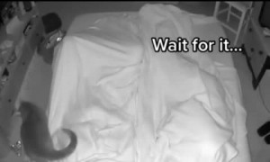 Cat tries to wake up owners in the middle of the night