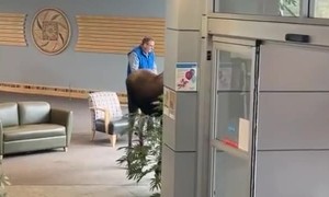 Hungry Moose Stops By Hospital For A Snack