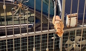 Clever Chihuahua Climbs The Stairs