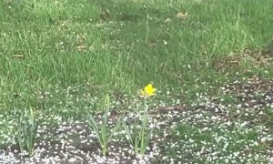 Flower Can't Catch A Break