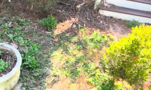 10 Years of Chasing my Wife with a Lobster