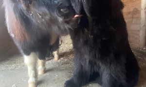 A Tiny Horse Kissing A Giant Dog