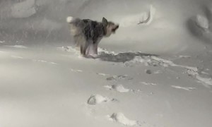 Callie Catches the Snow
