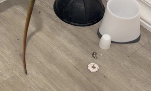 Iguana Finds Comfort Living In A Toilet