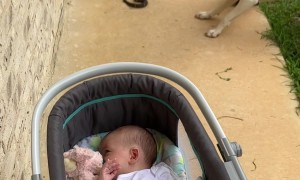 Dad Gets Snake In The Face