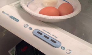 Dachshund Ready For The Cheese Tax