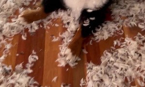 Doggie DIY Welcome Home Gift