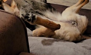 Sweet German Shepherd Is Relaxing Comfortably